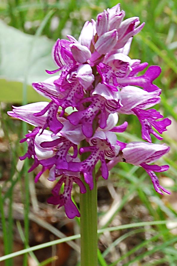 Orchis militaris?